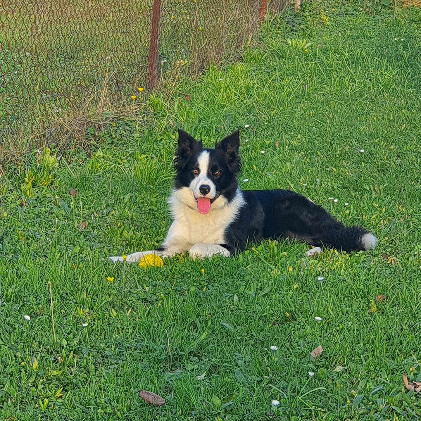 Oscar participe au concours pour gagner de l'argent avec cette photo : dog, black_and_white, grass, outdoor, pet, border_collie, tongue_out, ball, fence, greenery, sunlight, happy, animal, nature, playful, grass_field, summer, canine, resting, daytime