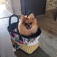 Sydney a rejoint le concours — aidez-le/la à gagner de superbes lots ! dog, pomeranian, basket, indoor, wooden_floor, stone_wall, pet, happy, tongue_out, fluffy, small_dog, container, decorative, animal, cute, portrait, smiling, domestic, pet_accessory, cozy
