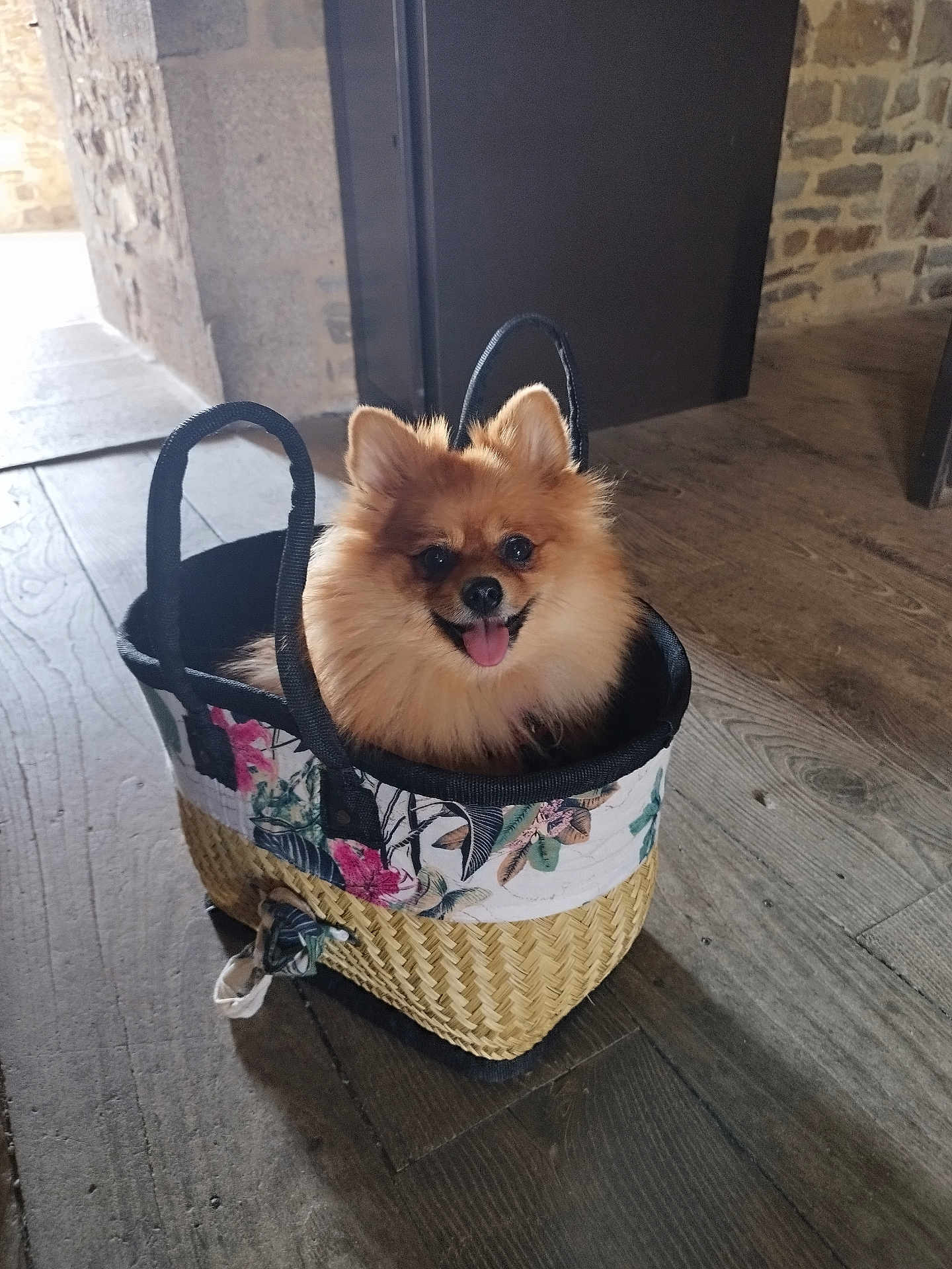 Sydney a rejoint le concours — aidez-le/la à gagner de superbes lots ! dog, pomeranian, basket, indoor, wooden_floor, stone_wall, pet, happy, tongue_out, fluffy, small_dog, container, decorative, animal, cute, portrait, smiling, domestic, pet_accessory, cozy