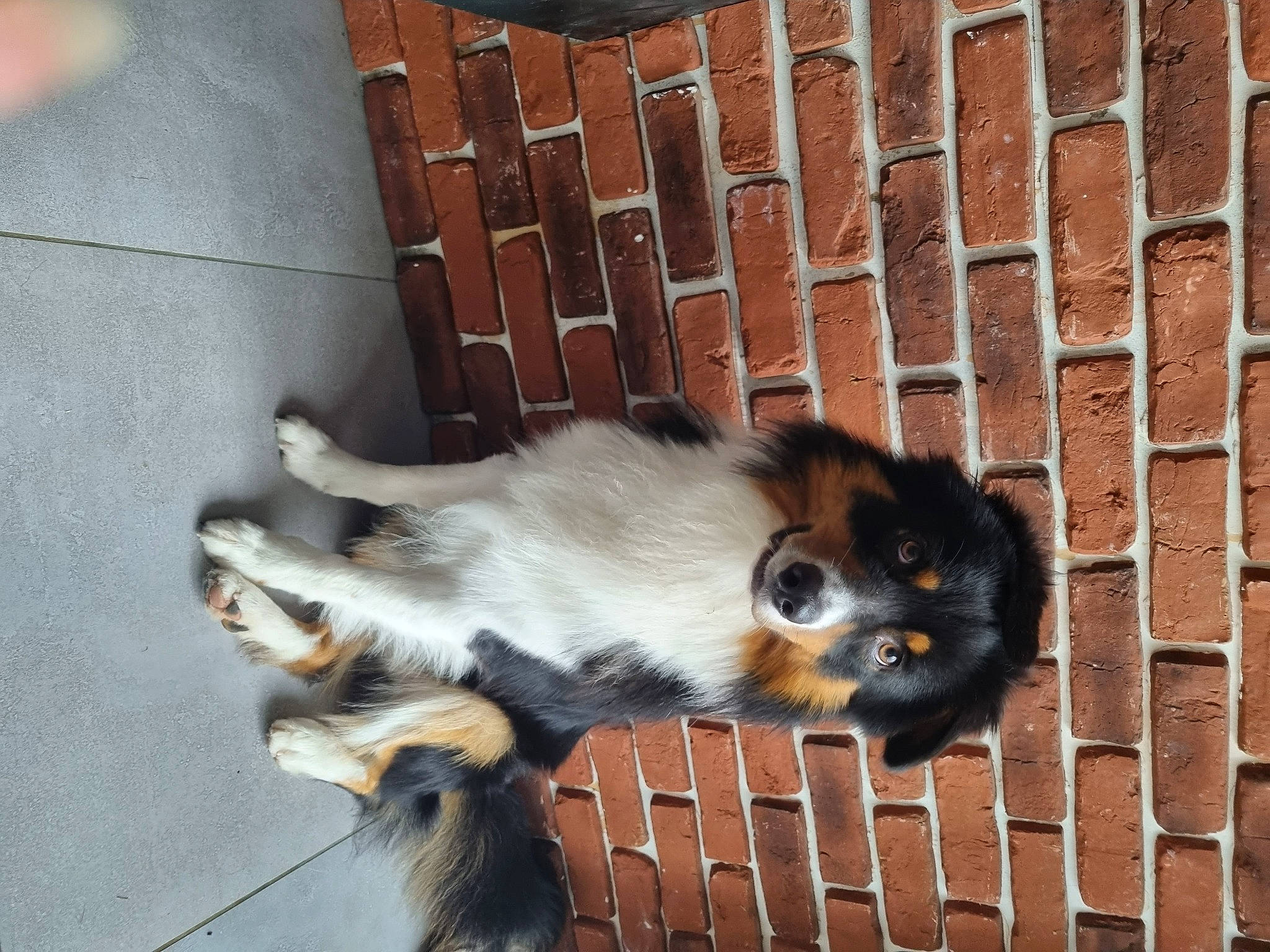 Tango