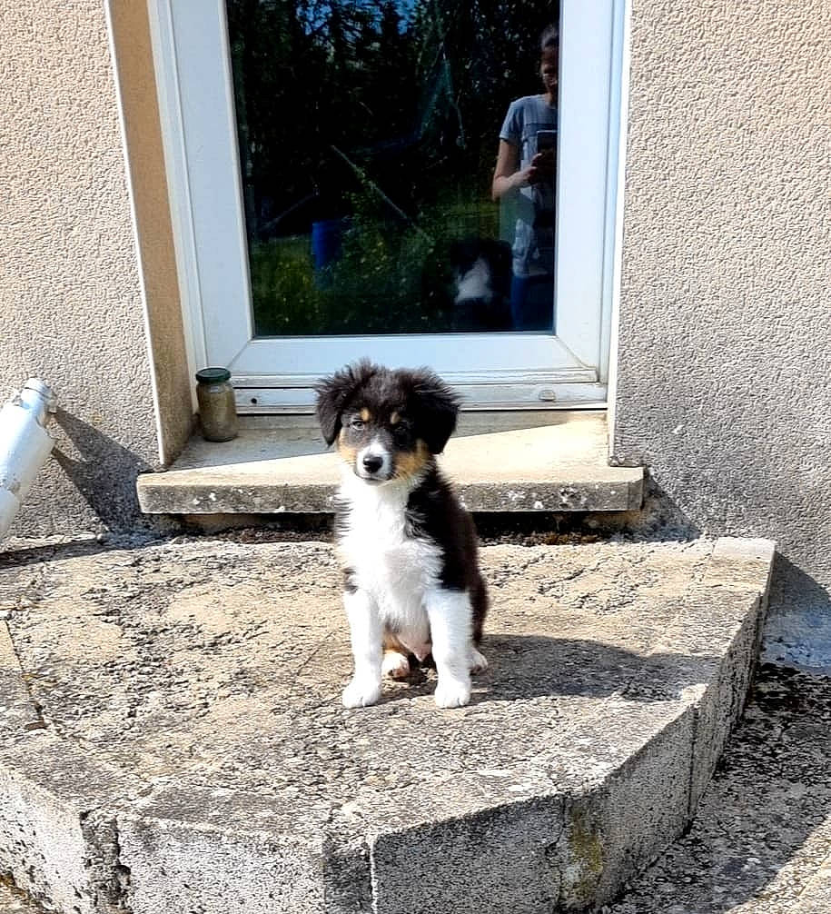 Tango a rejoint le concours — aidez-le/la à gagner de superbes lots ! carnivore, companion_dog, concrete, dog, dog_breed, door, fawn, flooring, grass, road_surface, shade, shadow, snout, sporting_group, tail, terrier, tints_and_shades, toy_dog, window, working_animal