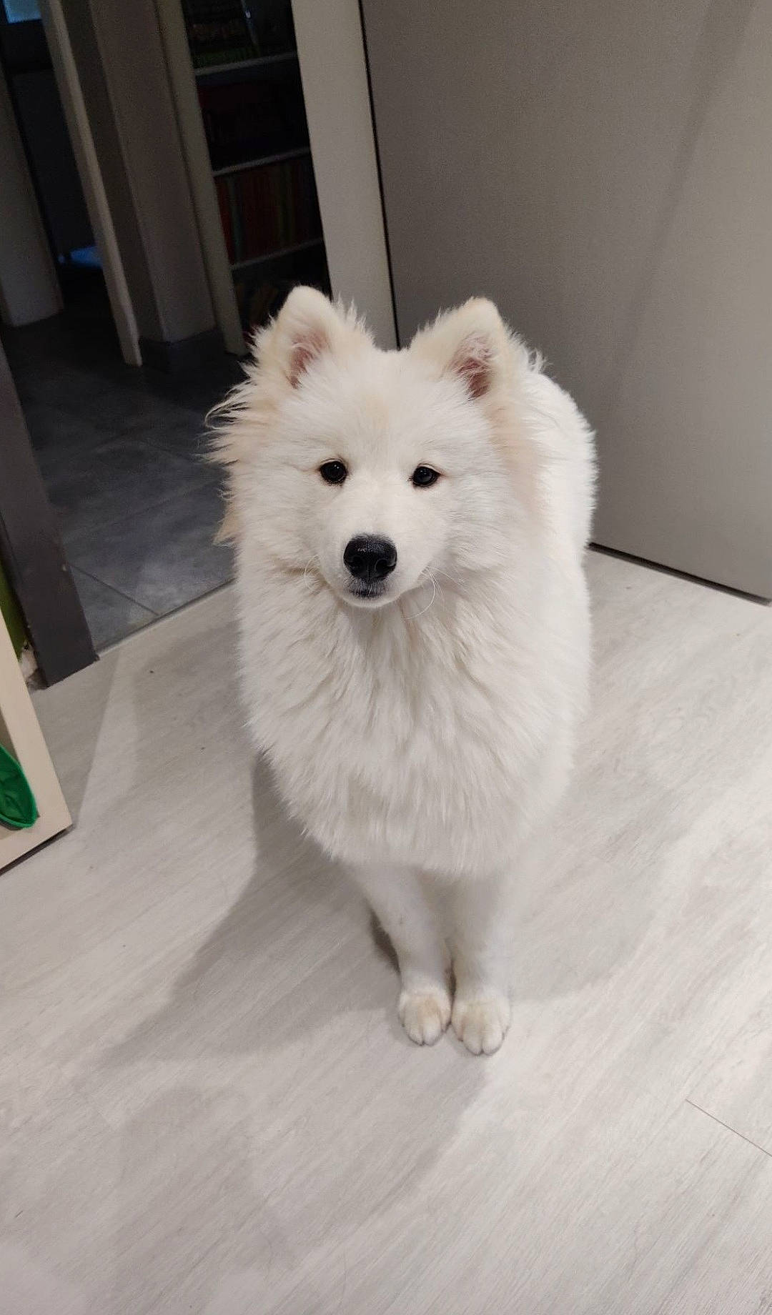 Utta a rejoint le concours — aidez-le/la à gagner de superbes lots ! american_eskimo_dog, canidae, carnivore, companion_dog, dog, dog_breed, door, flooring, fur, german_spitz, german_spitz_klein, german_spitz_mittel, non_sporting_group, samoyed, snout, spitz, sporting_group, volpino_italiano, whiskers, working_animal
