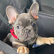 Stanley joined the competition — help win amazing prizes! adorable, animal, black_fabric, car_interior, car_seat, close_up, cute, dog, ears, french_bulldog, indoor, looking_up, paws, pet, pet_accessory, puppy, red_collar, small_dog, transportation, young_dog