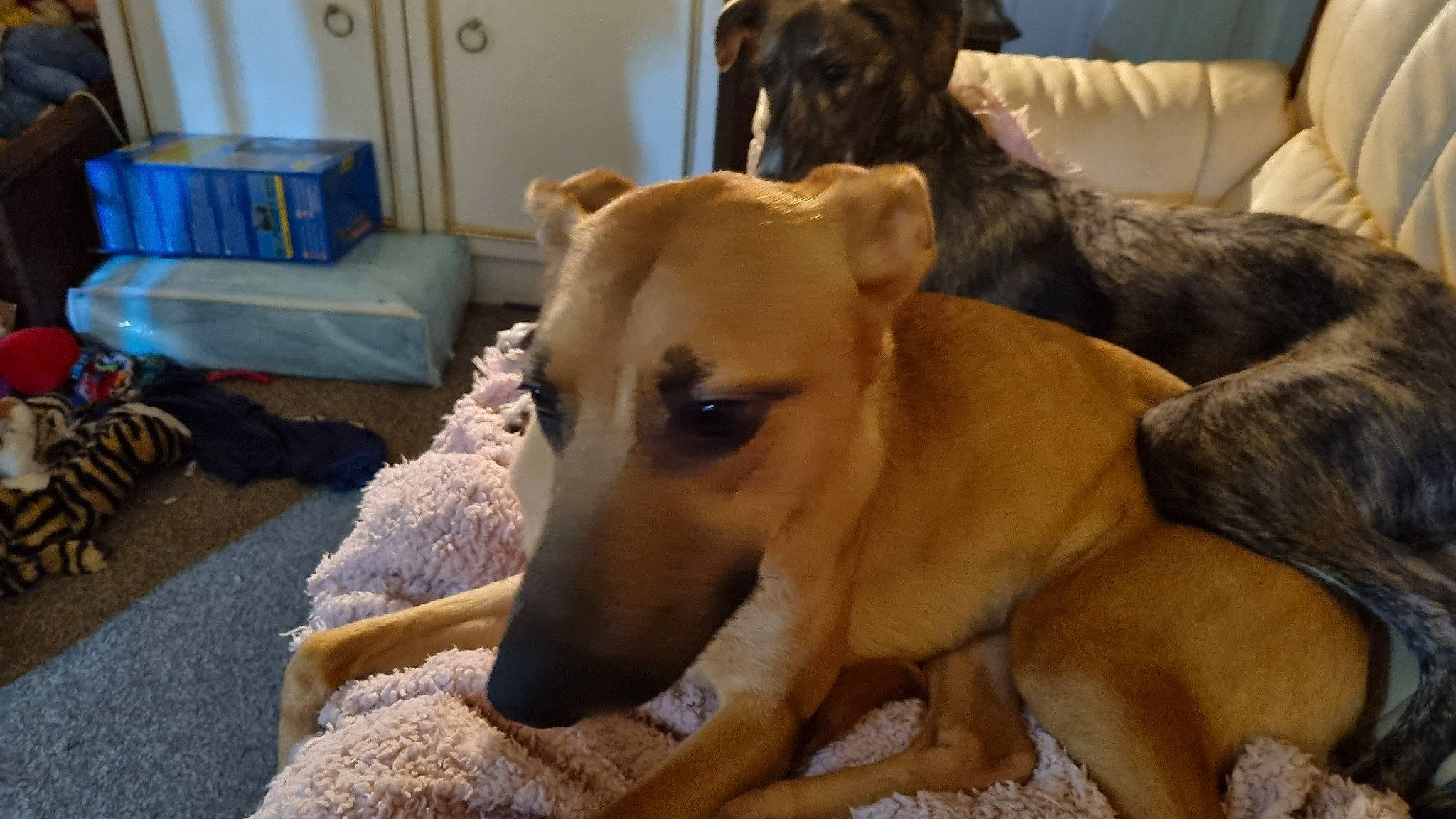 Star joined the competition — help win amazing prizes! backpack, bag, carnivore, comfort, companion_dog, couch, dog, dog_breed, dog_supply, fawn, furniture, guard_dog, luggage_and_bags, mammal, pet_supply, snout, sporting_group, terrestrial_animal, whiskers, working_animal