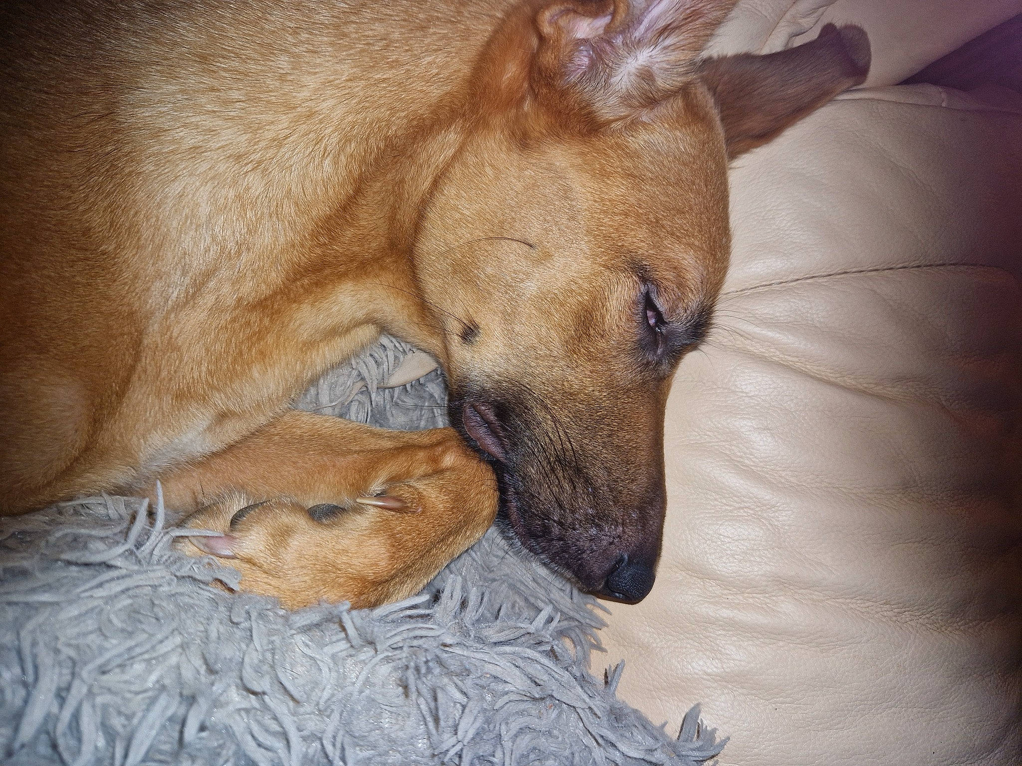 Star is registered to the contest to win money with this photo: art, bored, canidae, carnivore, claw, comfort, companion_dog, dog, dog_breed, fawn, fur, nap, non_sporting_group, painting, paw, snout, sporting_group, terrestrial_animal, whiskers, wildlife