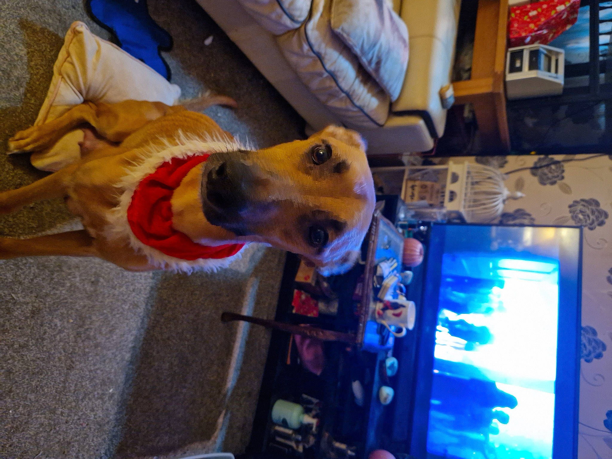 Star is registered to the contest to win money with this photo: carnivore, collar, companion_dog, display_device, dog, dog_breed, dog_clothes, dog_supply, electric_blue, fawn, fun, fur, gadget, guard_dog, houseplant, leash, machine, multimedia, non_sporting_group, working_animal