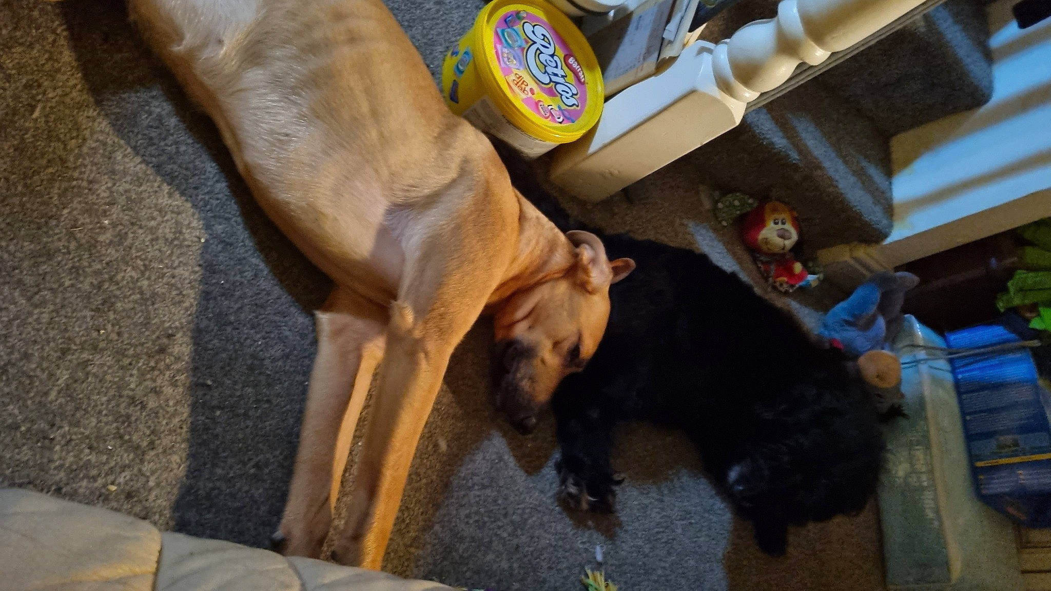 Star is registered to the contest to win money with this photo: canidae, carnivore, collar, comfort, companion_dog, dog, dog_breed, dog_collar, fawn, flooring, fur, guard_dog, hardwood, human_leg, liver, snout, sporting_group, tail, wood, working_animal