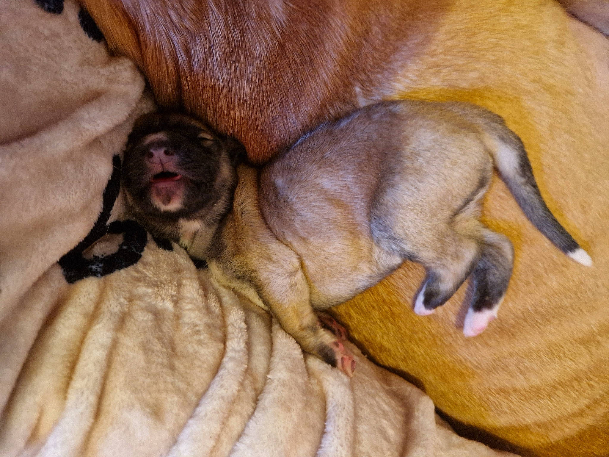 Pups joined the competition — help win amazing prizes! brown, canidae, carnivore, comfort, companion_dog, dog, dog_breed, fawn, fur, liver, paw, snout, sporting_group, terrestrial_animal, toy_dog, wood, working_animal, wrinkle