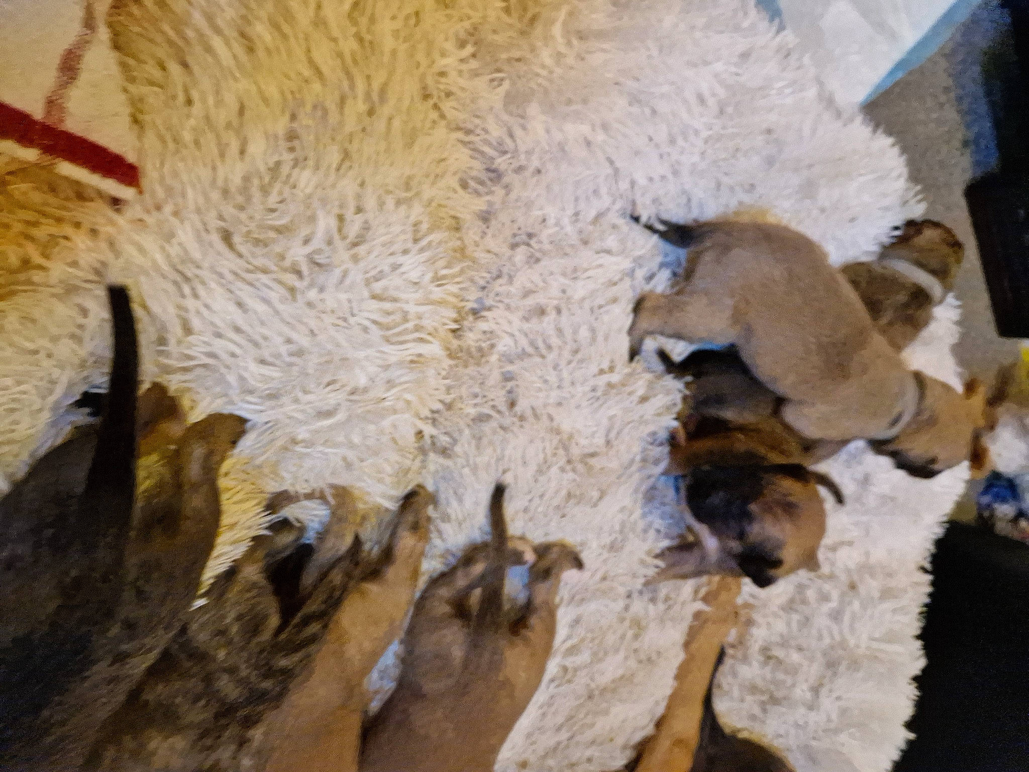 Pups joined the competition — help win amazing prizes! art, bovine, fawn, freezing, fur, herd, livestock, rock, terrestrial_animal, visual_arts, wildlife, winter, wood, working_animal