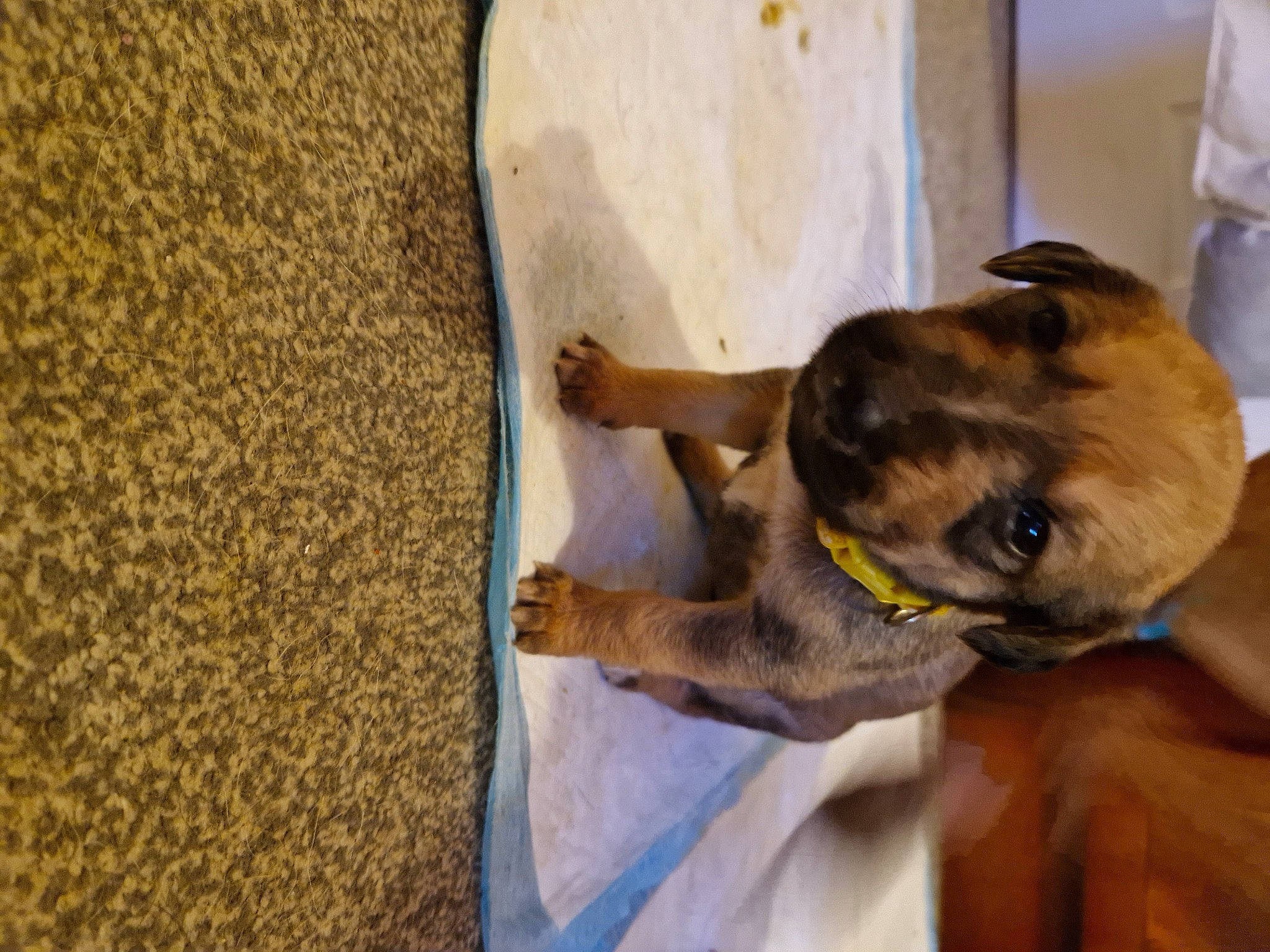 Pups is registered to the contest to win money with this photo: canidae, carnivore, companion_dog, dog, dog_breed, fawn, flooring, fur, mammal, non_sporting_group, paw, pet_supply, pug, puppy, snout, sporting_group, wood, working_animal