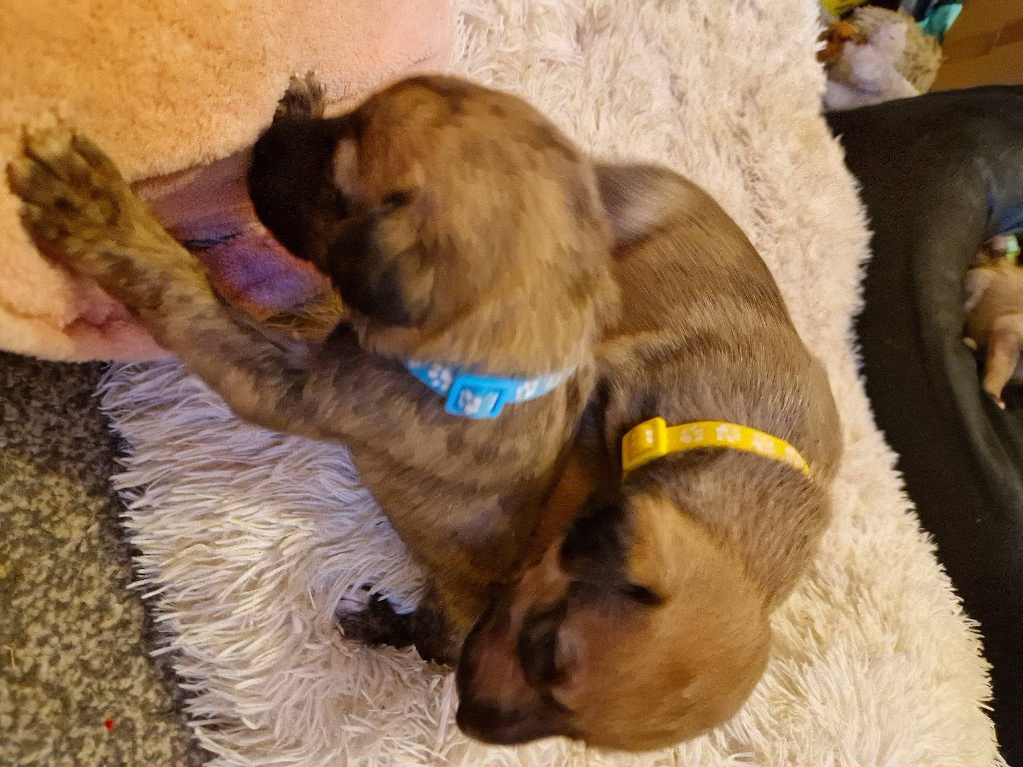 Pups joined the competition — help win amazing prizes! border_terrier, canidae, carnivore, collar, comfort, companion_dog, dog, dog_breed, dog_collar, fawn, fur, leash, liver, paw, pet_supply, snout, sporting_group, tail, working_animal
