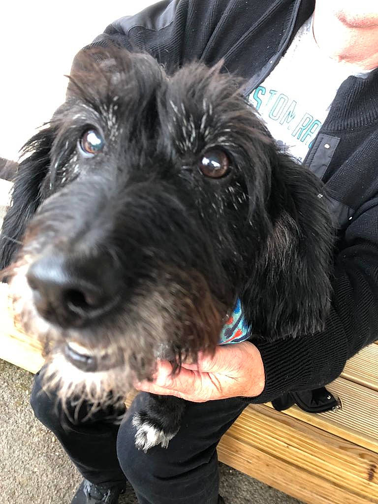 Charlie is registered to the contest to win money with this photo: blazer, canidae, carnivore, collar, companion_dog, dog, dog_breed, dog_collar, dress_shirt, ear, fur, hat, liver, puppy, snout, spaniel, sporting_group, terrier, working_animal