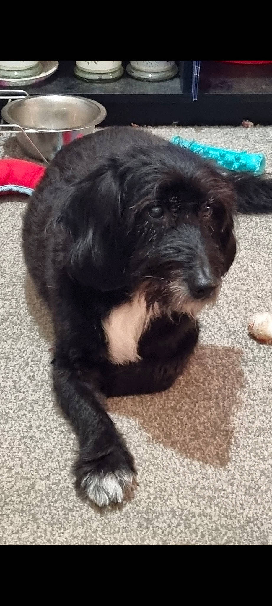 Charlie is registered to the contest to win money with this photo: canidae, carnivore, companion_dog, dog, dog_breed, fur, liver, non_sporting_group, puppy, schapendoes, small_terrier, snout, sporting_group, tableware, tail, terrestrial_animal, toy_dog, working_animal, working_dog