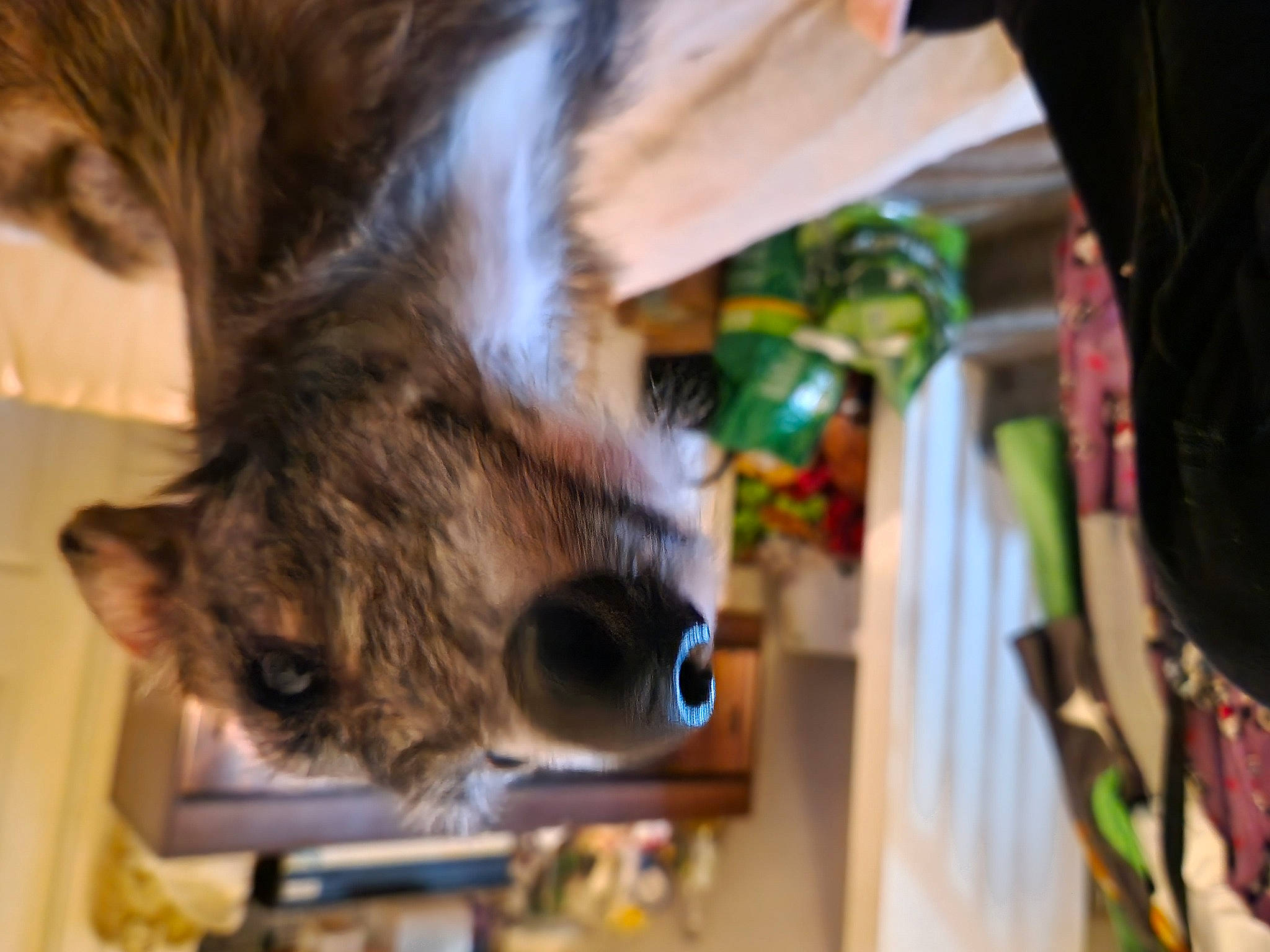 Sully is registered to the contest to win money with this photo: canidae, carnivore, companion_dog, dog_breed, fawn, felidae, fur, human_leg, liver, natural_material, paw, small_to_medium_sized_cats, snout, sporting_group, tail, terrestrial_animal, vertebrate, whiskers, wood, working_animal