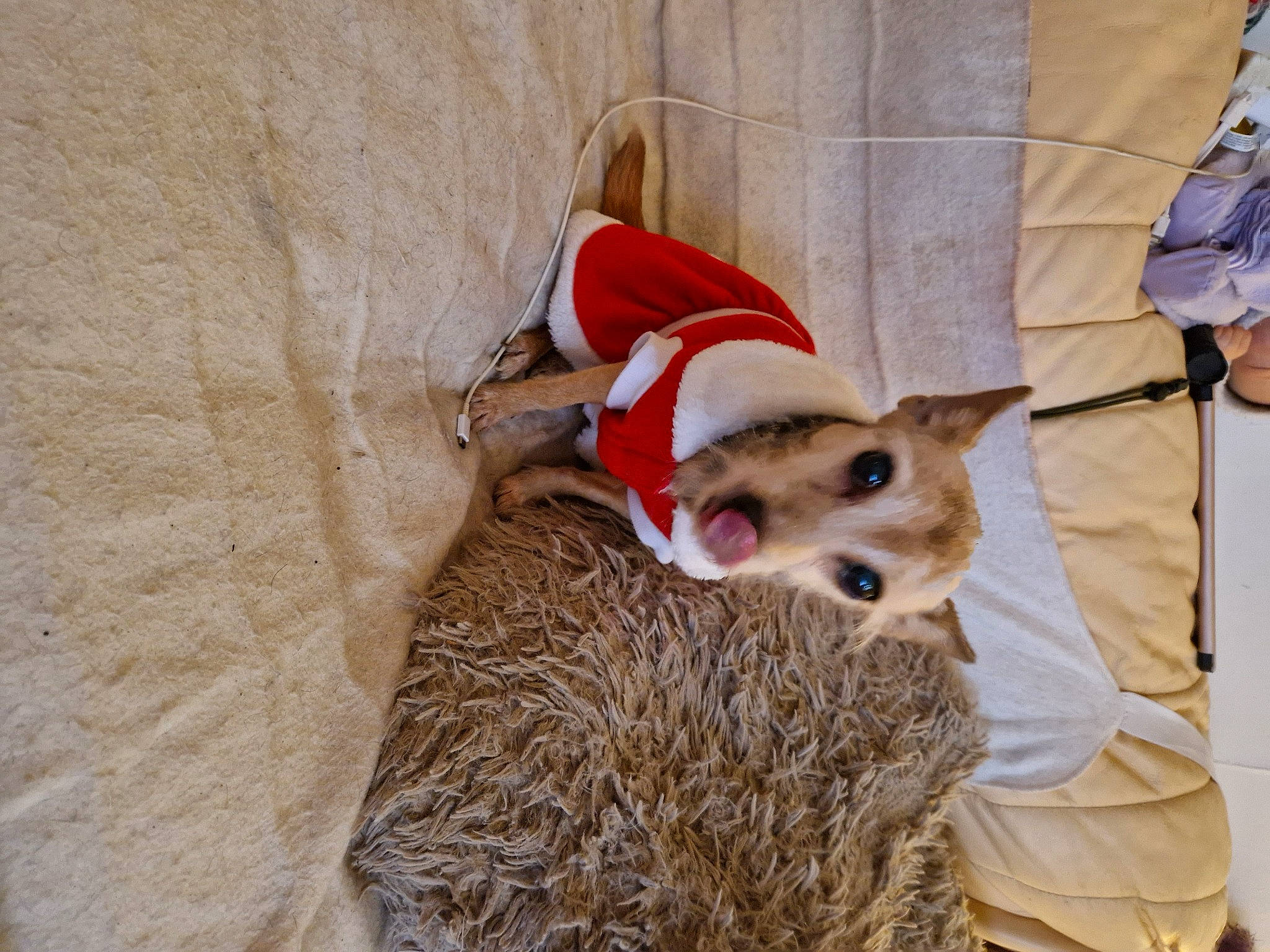 Fudge is registered to the contest to win money with this photo: canidae, carnivore, comfort, companion_dog, dog, dog_breed, dog_supply, fawn, felidae, fur, paw, pet_supply, small_to_medium_sized_cats, snout, sporting_group, terrestrial_animal, toy_dog, whiskers, wood, working_animal