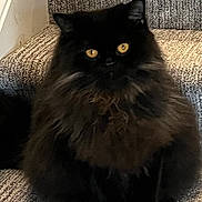 Ali joined the competition — help win amazing prizes! animal, black_cat, calm, carpet, cat, curious, domestic_animal, feline, fluffy, furry, home, indoor, pet, portrait, quiet, shadow, sitting, stairs, stairs_carpet, yellow_eyes