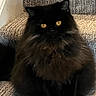 animal, black_cat, calm, carpet, cat, curious, domestic_animal, feline, fluffy, furry, home, indoor, pet, portrait, quiet, shadow, sitting, stairs, stairs_carpet, yellow_eyes