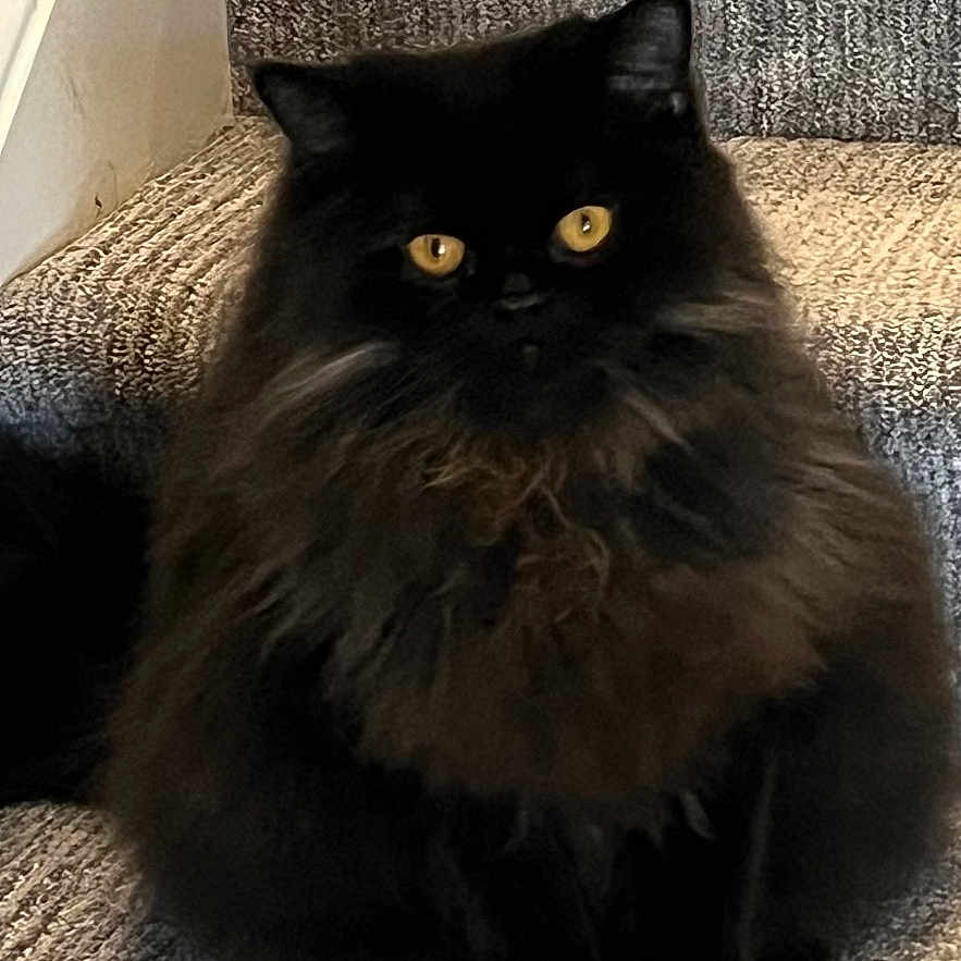 Ali