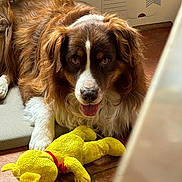 Jaguar participe au concours pour gagner de l'argent avec cette photo : dog, brown, white, fluffy, toy, yellow, plush, floor, tile, indoor, pet, animal, relaxed, laying, cardboard, box, cute, friendly, fur, companion