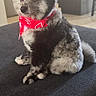 Oreo is registered to the contest to win money with this photo: dog, small_dog, bandana, red_bandana, pet, indoor, kitchen, furniture, floor, curious, sitting, fluffy, fur, domestic_animal, companion, cute, animal, household, looking_away, cozy