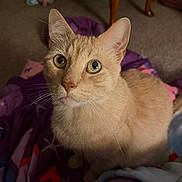 Simba joined the competition — help win amazing prizes! animal, blanket, carpet, cat, close_up, cozy, curious, cute, domestic_cat, ears, feline, fur, furniture_leg, indoor, looking_up, orange_cat, pet, sitting, soft_lighting, whiskers