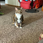 Dory Stegen is registered to the contest to win money with this photo: animal, blanket, calico, carpet, cat, colorful, cozy, cute, domestic, fan, floor, fur, furniture, household, indoor, living_room, pet, quiet, resting, sitting