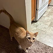 Simba Stegen is registered to the contest to win money with this photo: animal, cabinet, carpet, cat, curiosity, curious, domestic, ears, feline, floor, home, indoor, kitchen, light_orange_cat, looking_up, pet, stove, tail, tile_floor, whiskers