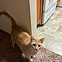 animal, cabinet, carpet, cat, curiosity, curious, domestic, ears, feline, floor, home, indoor, kitchen, light_orange_cat, looking_up, pet, stove, tail, tile_floor, whiskers
