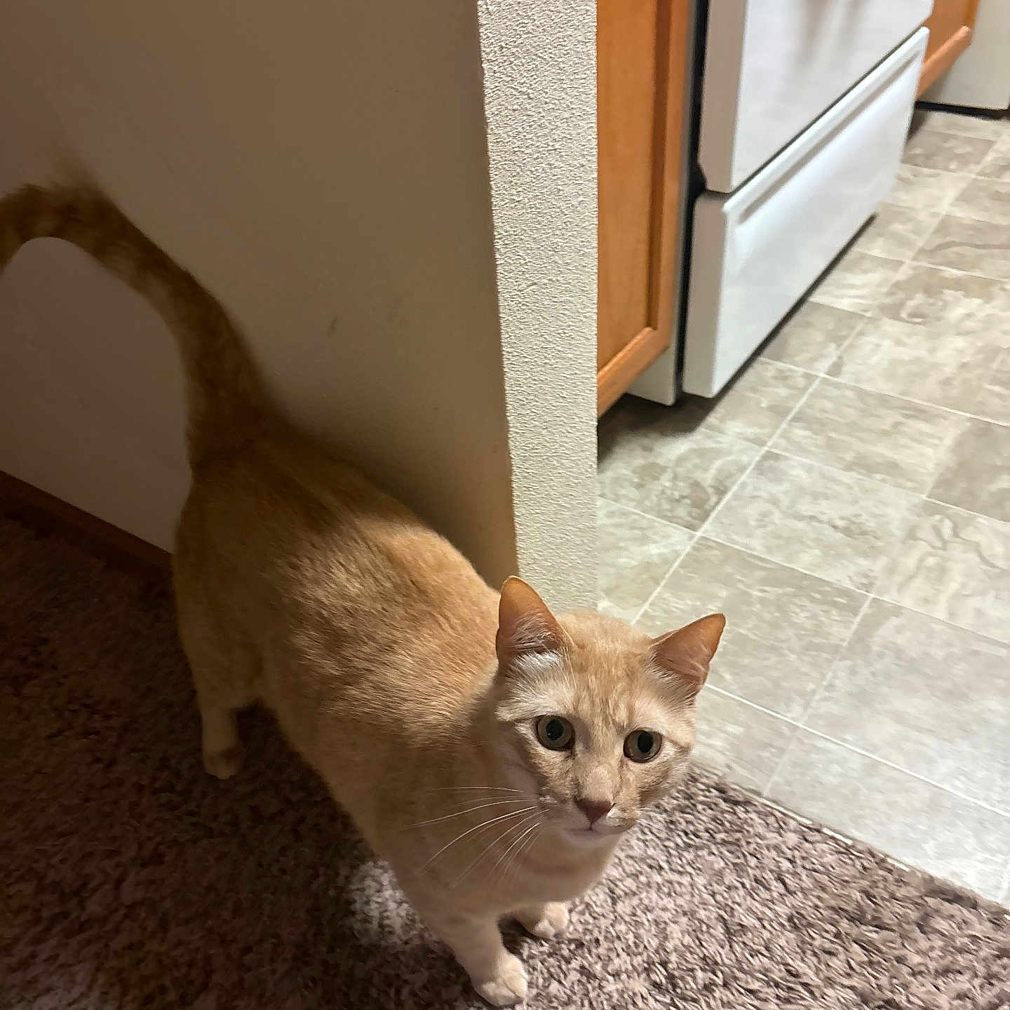 Simba Stegen is registered to the contest to win money with this photo: animal, cabinet, carpet, cat, curiosity, curious, domestic, ears, feline, floor, home, indoor, kitchen, light_orange_cat, looking_up, pet, stove, tail, tile_floor, whiskers