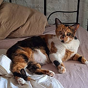 Alba a rejoint le concours — aidez-le/la à gagner de superbes lots ! cat, calico_cat, pet, bed, bedding, pillow, fur, animal, indoor, resting, relaxed, whiskers, ears, paw, sleepy, cute, feline, mammal, domestic_animal, home