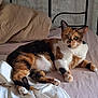 cat, calico_cat, pet, bed, bedding, pillow, fur, animal, indoor, resting, relaxed, whiskers, ears, paw, sleepy, cute, feline, mammal, domestic_animal, home