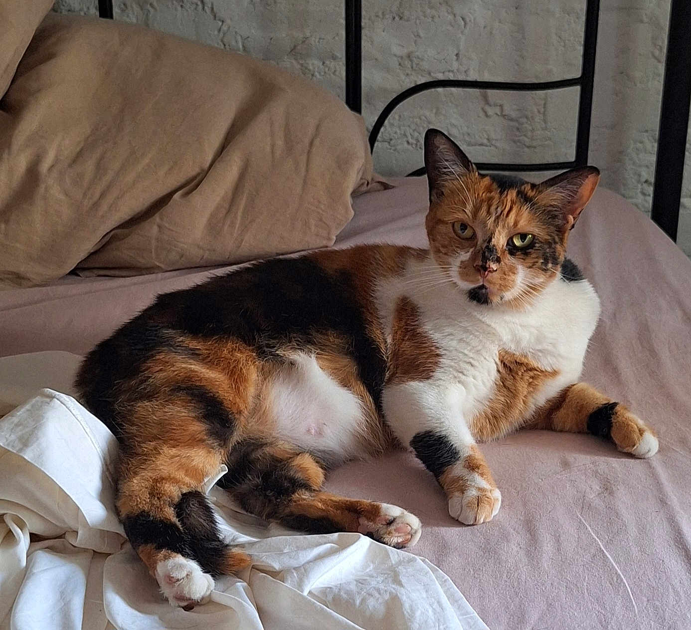 Alba a rejoint le concours — aidez-le/la à gagner de superbes lots ! cat, calico_cat, pet, bed, bedding, pillow, fur, animal, indoor, resting, relaxed, whiskers, ears, paw, sleepy, cute, feline, mammal, domestic_animal, home