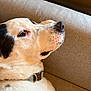 Atlas a rejoint le concours — aidez-le/la à gagner de superbes lots ! dog, pet, animal, white_fur, black_fur, collar, couch, indoor, closeup, side_profile, calm, resting, domestic_animal, mammal, fur, snout, whiskers, ears, nose, relaxed
