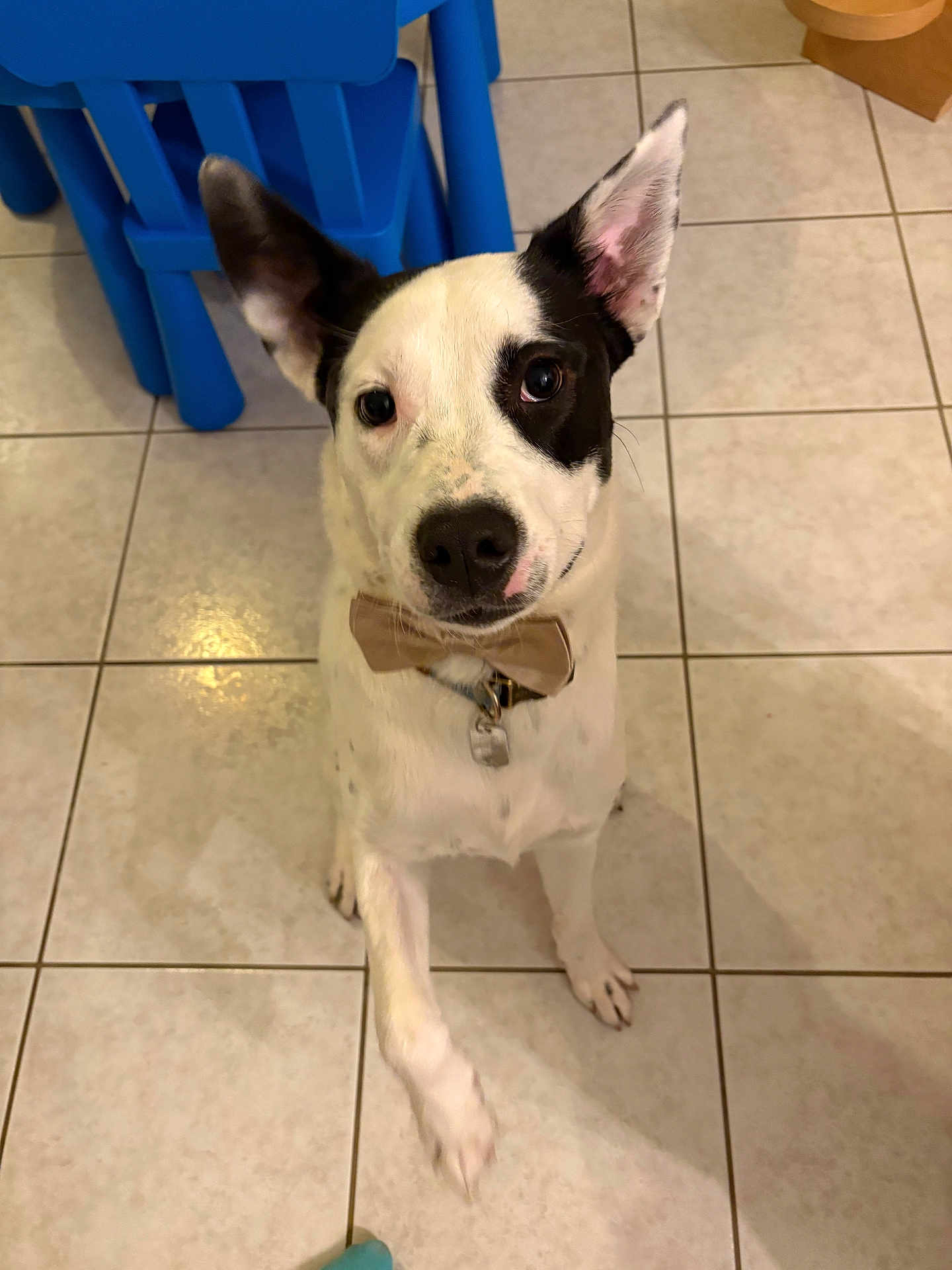 Atlas a rejoint le concours — aidez-le/la à gagner de superbes lots ! dog, bow_tie, black_and_white, tile_floor, indoor, pet, paw, chair, sitting, looking_up, cute, ears_up, collar, friendly, animal, domestic, furniture, floor_tile, canine, playful