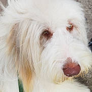 Vigo participe au concours pour gagner de l'argent avec cette photo : animal, canine, close_up, collar, companion, cute, dog, domestic_animal, ears, face, fluffy, friendly, fur, furry, mammal, nose, outdoor, pet, portrait, white_dog