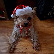 Lilly joined the competition — help win amazing prizes! adorable, animal, animal_portrait, brown_fur, christmas, christmas_decoration, cute, dog, domestic_animal, festive, fur, holiday, holiday_season, indoor, pet, ribbon, santa_hat, small_dog, small_pet, wooden_floor