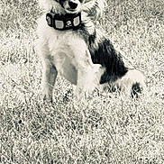 Trixie joined the competition — help win amazing prizes! alert, animal, backyard, canine, collar, cute, dog, ears, fluffy, fur, grass, leafy_background, nature, outdoor, pet, portrait, sitting, small_dog, snout, watchful