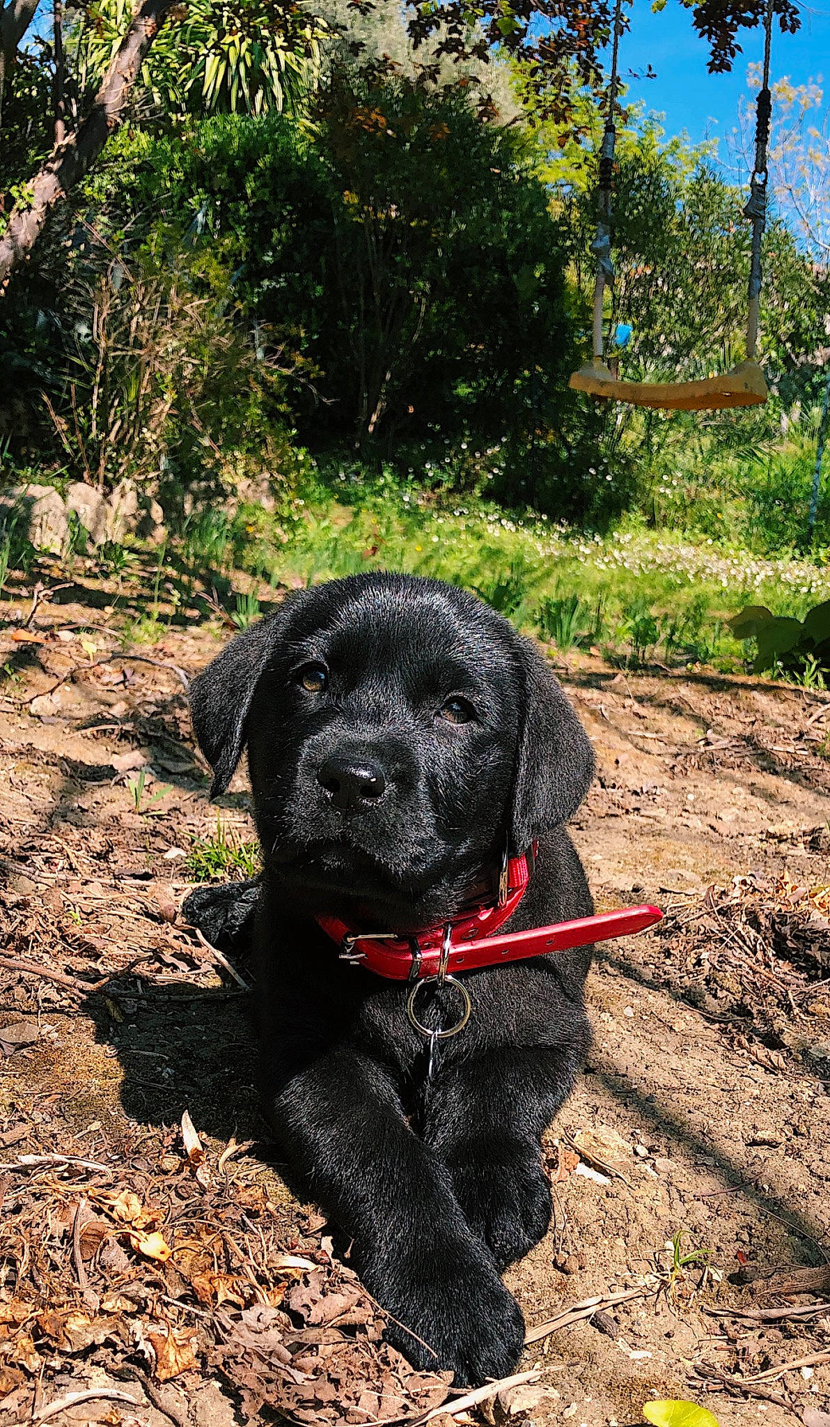 Ayko participe au concours pour gagner de l'argent avec cette photo : adventure, canidae, carnivore, dog, dog_breed, flat_coated_retriever, forest, hunting_dog, labrador_retriever, plant, puppy, retriever, snout, soil, sporting_group, tree