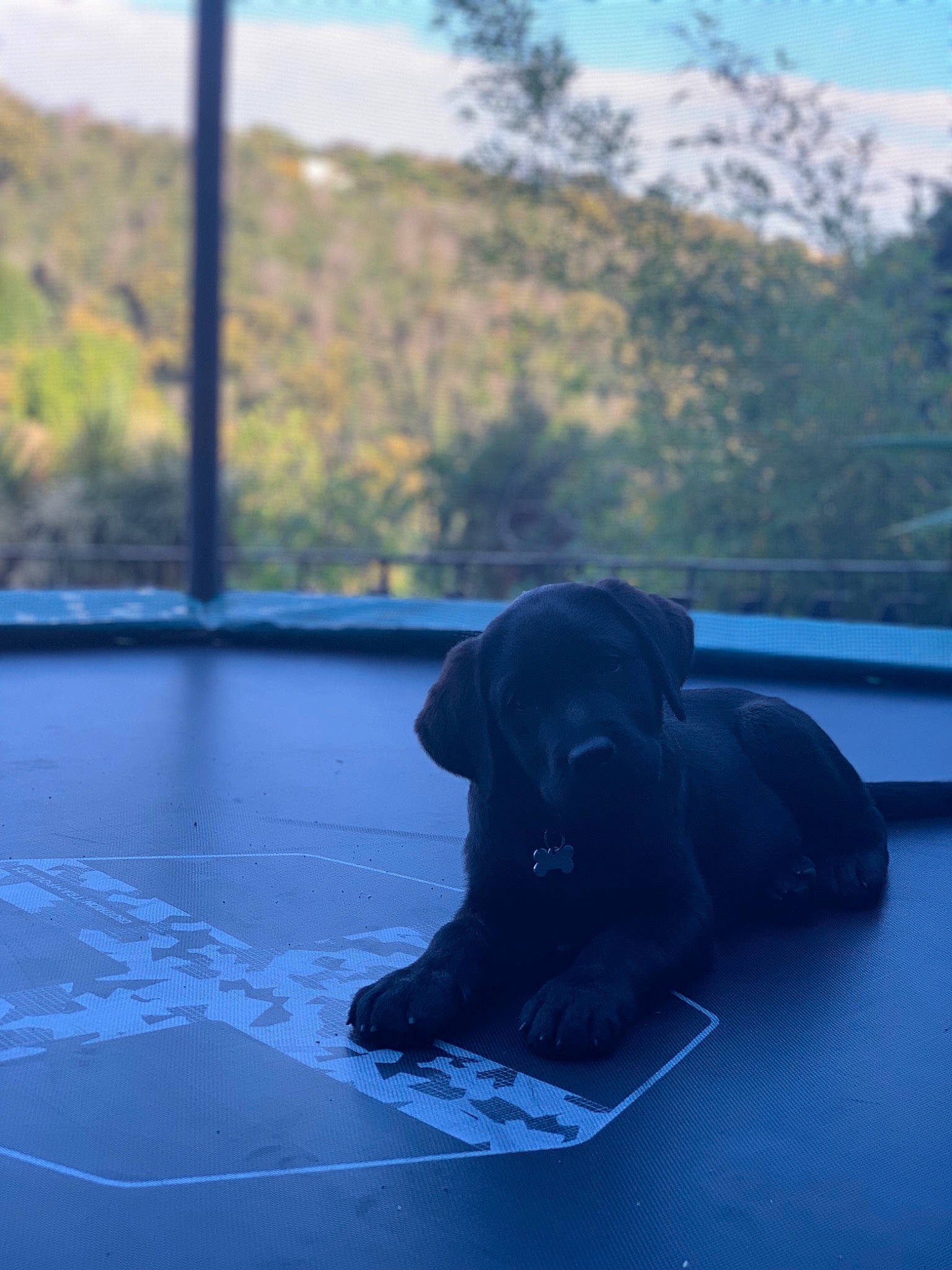 Ayko participe au concours pour gagner de l'argent avec cette photo : blue, canidae, carnivore, dog, dog_breed, flat_coated_retriever, labrador_retriever, retriever, sporting_group