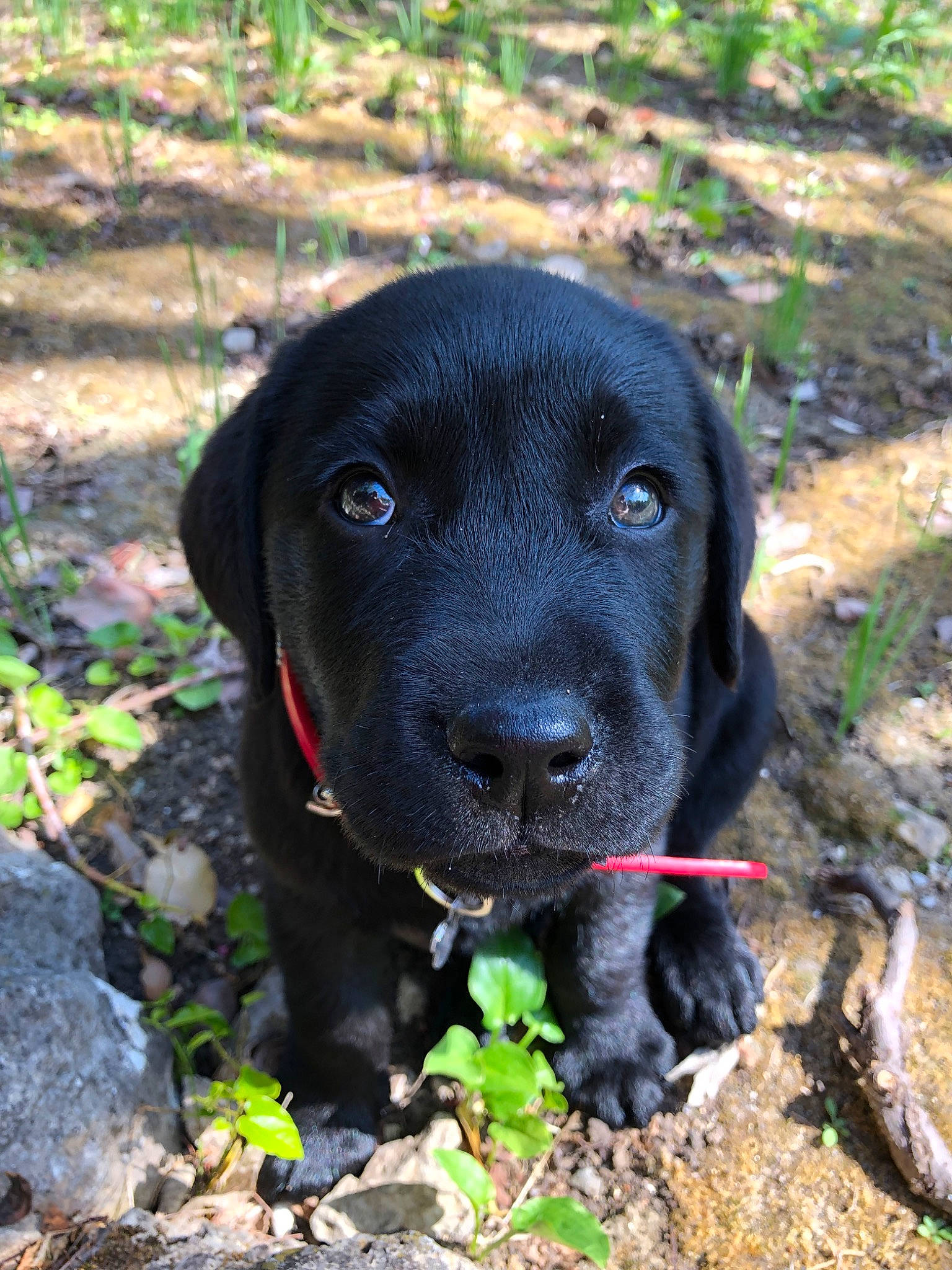 Ayko participe au concours pour gagner de l'argent avec cette photo : beagador, borador, canidae, carnivore, dog, dog_breed, flat_coated_retriever, gun_dog, hunting_dog, labrador_retriever, mammal, patterdale_terrier, pointing_breed, puppy, retriever, snout, sporting_group, vertebrate