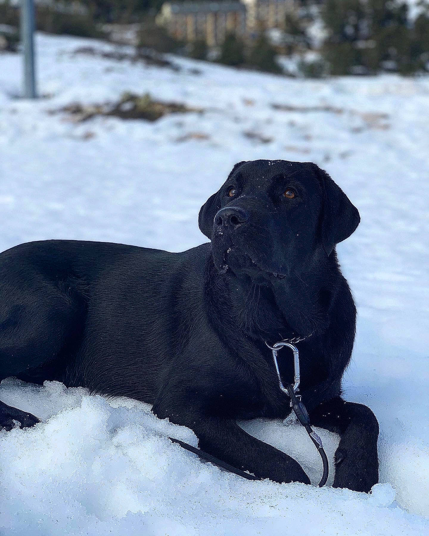 Ayko a rejoint le concours — aidez-le/la à gagner de superbes lots ! beagador, borador, canidae, carnivore, dog, dog_breed, flat_coated_retriever, guard_dog, hunting_dog, labrador_retriever, mammal, retriever, snout, snow, sporting_group, vertebrate, winter