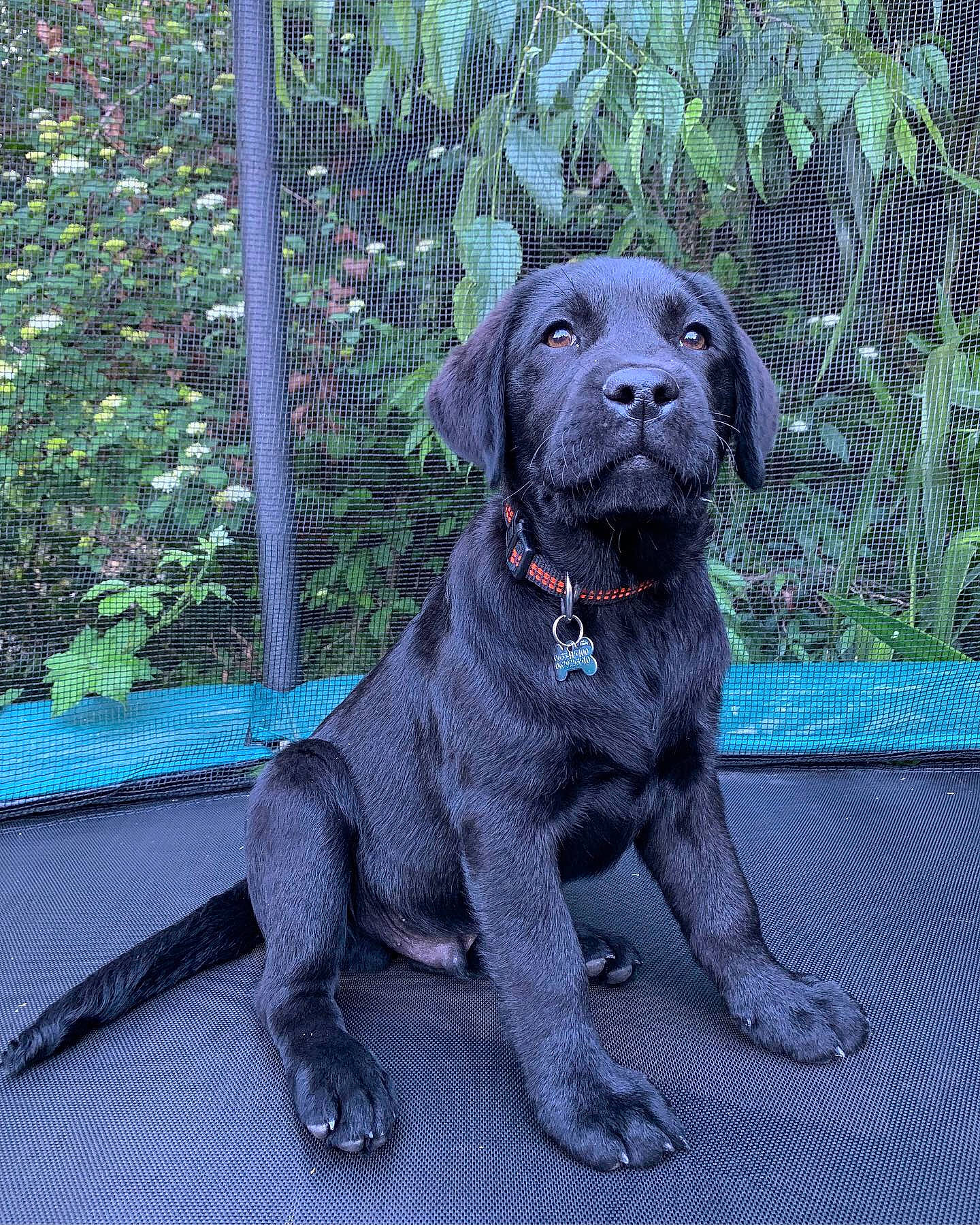 Ayko a rejoint le concours — aidez-le/la à gagner de superbes lots ! borador, canidae, carnivore, companion_dog, dog, dog_breed, flat_coated_retriever, hunting_dog, labrador_retriever, mammal, pointing_breed, puppy, retriever, snout, sporting_group, vertebrate