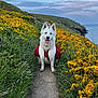 Aika participe au concours pour gagner de l'argent avec cette photo : dog, white_dog, canine, pet, hiking, backpack, red_harness, trail, dirt_path, yellow_flowers, gorse, coast, cliff, ocean, sea, sky, clouds, grass, smiling, outdoor