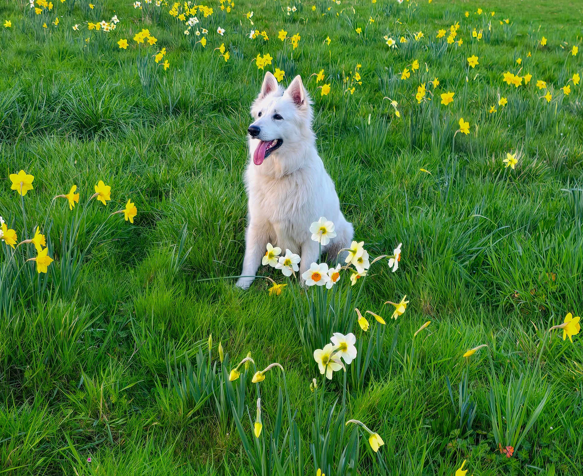 Aika participe au concours pour gagner de l'argent avec cette photo : dog, white_dog, canine, pet, grass, daffodils, flowers, field, meadow, spring, outdoors, tongue_out, sitting, happy, fur, ears_up, portrait, green, nature, sunny