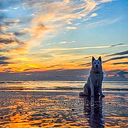 Aika a rejoint le concours — aidez-le/la à gagner de superbes lots ! dog, sunset, beach, reflection, water, sea, sky, clouds, sand, horizon, silhouette, pet, sitting, calm, serene, evening, paws, fur, waves, outdoor