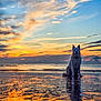 dog, sunset, beach, reflection, water, sea, sky, clouds, sand, horizon, silhouette, pet, sitting, calm, serene, evening, paws, fur, waves, outdoor