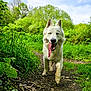 Aika participe au concours pour gagner de l'argent avec cette photo : dog, white_dog, tongue_out, muddy_paws, dirt_path, forest, green_foliage, trees, cloudy_sky, outdoors, happy, panting, erect_ears, portrait, pet, nature, walking, grass, trail, muzzle