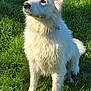 dog, white_dog, grass, stick, outdoors, sitting, fluffy, collar, tag, muddy, paws, portrait, attentive, sunny, natural_light, ears_up, pet, canine, playful, backyard