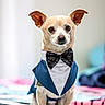 dog, chihuahua, pet, tuxedo, bow_tie, costume, animal, sitting, indoor, bed, cute, small_dog, portrait, fancy, fashion, young, domestic_animal, looking_at_camera, blurred_background, furry