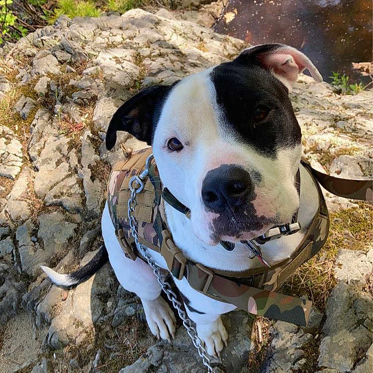 Draco joined the competition — help win amazing prizes! animal, canine, dog, face, grove, head, land, nature, outdoors, person, pet, photography, plant, portrait, puppy, rock, soil, tree, vegetation, wilderness